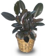 rubber plant